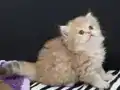 Safkan secereli Golden Chinchilla rengi yavrular Catteryden 