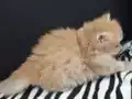 Safkan secereli Golden Chinchilla rengi yavrular Catteryden 