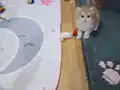 Safkan secereli Golden Chinchilla rengi yavrular Catteryden 