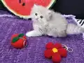 Safkan secereli Golden Chinchilla rengi yavrular Catteryden 
