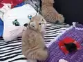 Safkan secereli Golden Chinchilla rengi yavrular Catteryden 