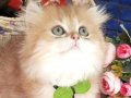 Safkan Secereli Longhair/Shorthair Golden/Silver Catteryden