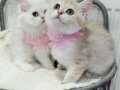Golden ve Silver secereli anne babadan Catteryden yavrular