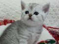 Lilac, Brown, Silver Tabby safkan yavrular Catteryden 