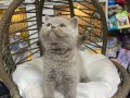VETERİNER TEKNİKERİNDEN SAFKAN BRİTİSH BEBEKLER 