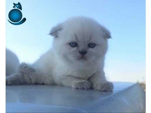 Son bebek hızlı olan kazanacak kalite ortada 
