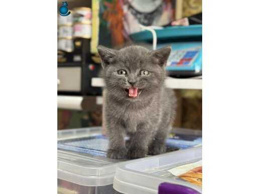 2 Aylıktan Küçük Safkan British Shorthair | Enerjik ve Sosyal Bebek