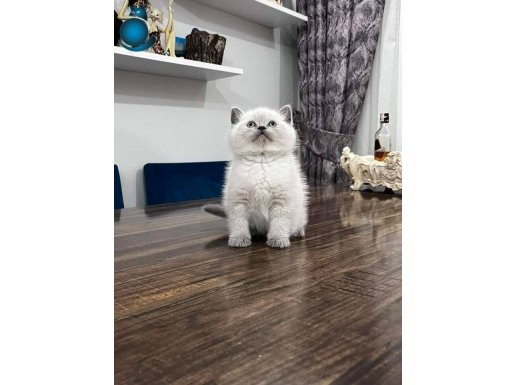 Kaldi son 2 bebek Sok fiyat yetisen alir son bebekler 