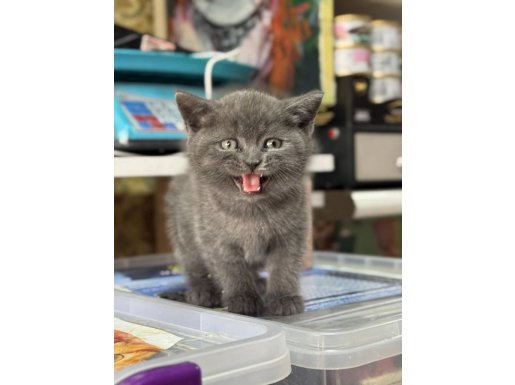 Enerji Küpü British Shorthair Yavrusu