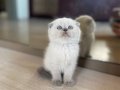 3 Aylık Scottish Fold