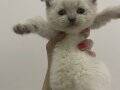 3 Aylık Scottish Fold