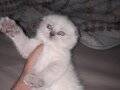 3 Aylık Scottish Fold