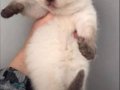 3 Aylık Scottish Fold