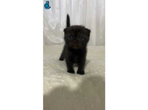 Ayıcık Surat Cinnamon Chocolate Beyaz Scottish