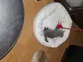 50 günlük sevimli