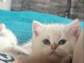 EV ORTAMINDA BÜYÜYEN SAFKAN BRİTİSH SHORTHAİR BEBEKLER