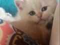 EV ORTAMINDA BÜYÜYEN SAFKAN BRİTİSH SHORTHAİR BEBEKLER
