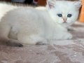 EV ORTAMINDA BÜYÜYEN SAFKAN BRİTİSH SHORTHAİR BEBEKLER