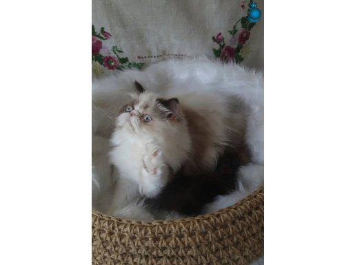 Secere (soy) belgeli Persian (iran) dişi yavrular 