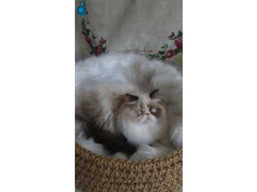 Secere (soy) belgeli Persian (iran) dişi yavrular