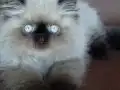 Secere (Soy) Belgeli Persian (İran) Erkek yavru