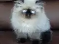 Secere (Soy) Belgeli Persian (İran) Erkek yavru