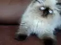 Secere (Soy) Belgeli Persian (İran) Erkek yavru