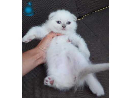 Full scrli babadan şampiyon odullu anneden son disi