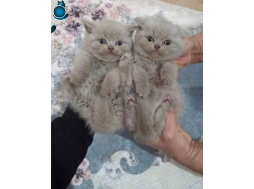 Nadir renk LİLAC FuLL scrli babadan şampiyon anneden sonDİSİ