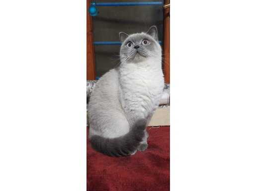 1 kere anne olmus 1 yasinda disi blue point