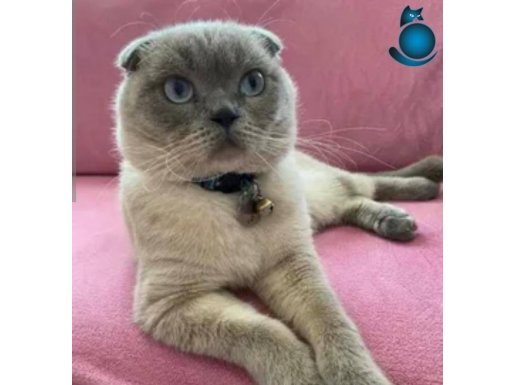 1 yasinda 1 dogum yapmis en cok tutulan renk scottish fold