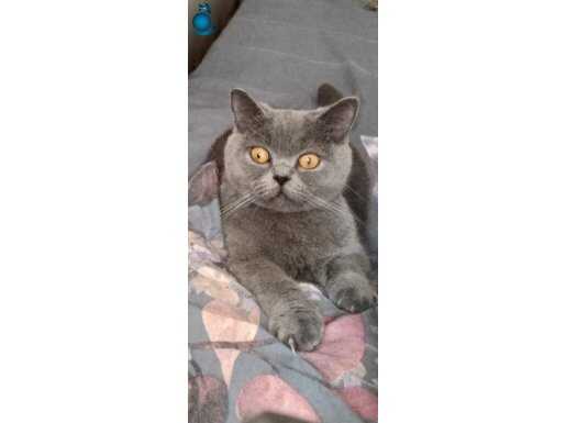 1 yaşında 1 kere anne olmus British shortair