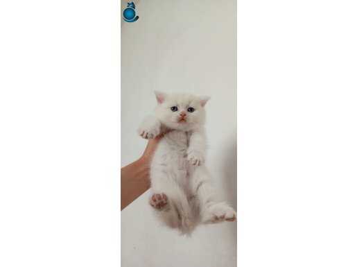 Nadir bulunan renk baba full scrli anne şampiyon WHİTE BRİT