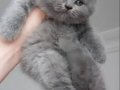 Safkan British Shorthair