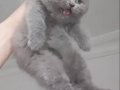 Safkan British Shorthair
