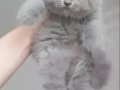 Safkan British Shorthair