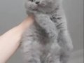 Safkan British Shorthair