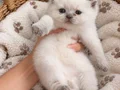 Full scrli babadan şampiyon anneden kaliteli bakimli