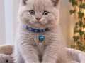 Nadir bulunan renk lilac baba full scrli anne şampiyon
