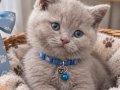 Nadir bulunan renk lilac baba full scrli anne şampiyon