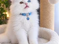 Trde bulunmayan longhair odd eyes anne baba belgeli