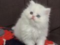 Trde yok anne baba belgeli British longhair ODD EYES