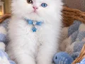 Trde yok anne baba belgeli British longhair ODD EYES