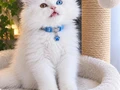 Trde yok anne baba belgeli British longhair ODD EYES
