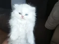 Trde yok anne baba belgeli British longhair ODD EYES