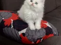 Trde yok anne baba belgeli British longhair ODD EYES