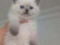 Baba full scrli anne şampiyon anne baba kendi kedilerimiz