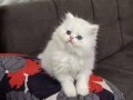 TRde yok anne baba belgeli British longhair ODD EYES