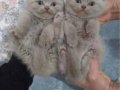 Nadir renk LİLAC FuLL scrli babadan şampiyon anneden sonDİSİ