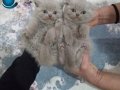 Baba full scrli anne şampiyon Luk ödüllü son kaldi